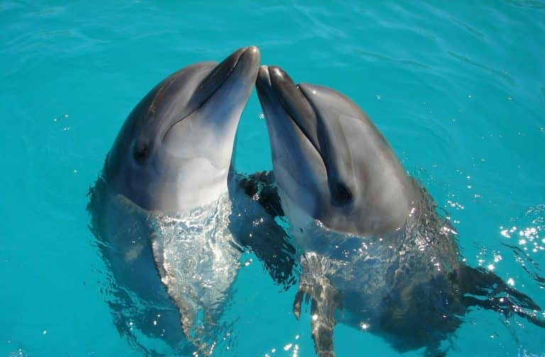 7 Dolphin Fun Facts for Fintastic Friday