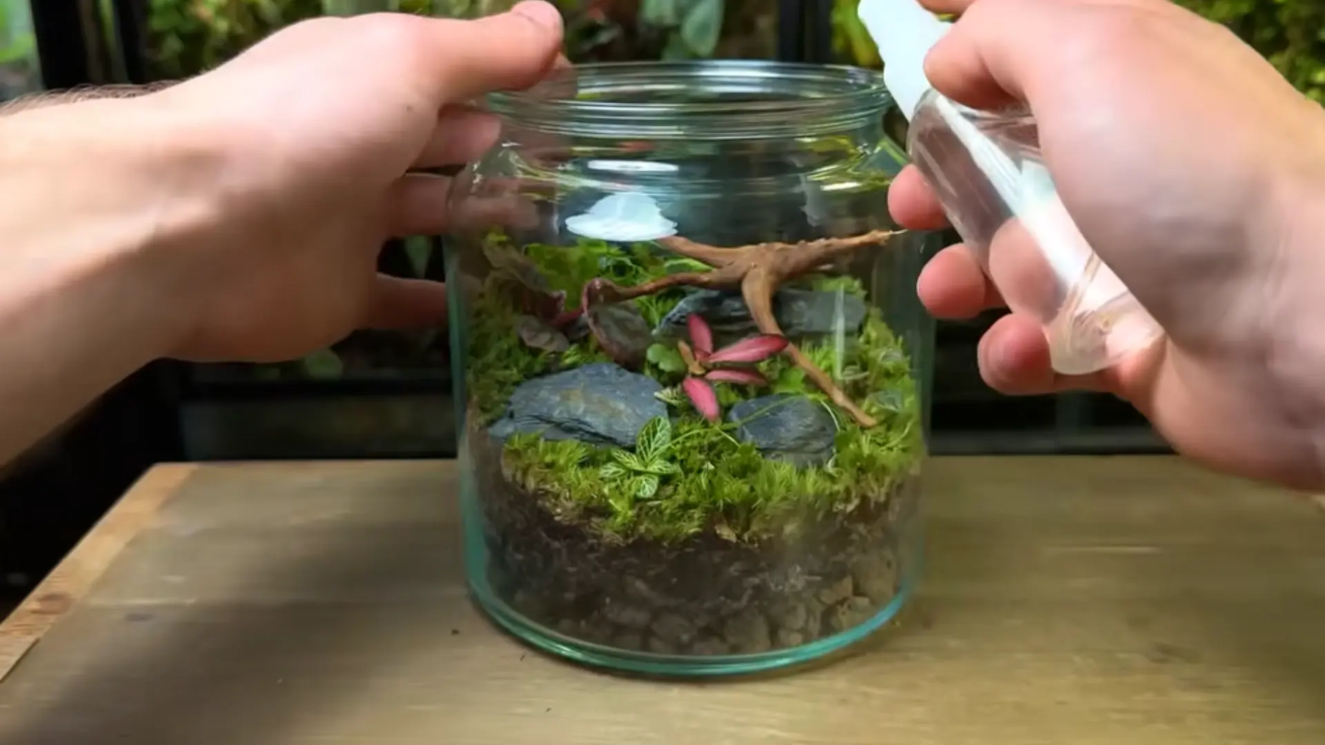 A hand sprays water onto a terrarium inside a glass jar, adding moisture to the plants.