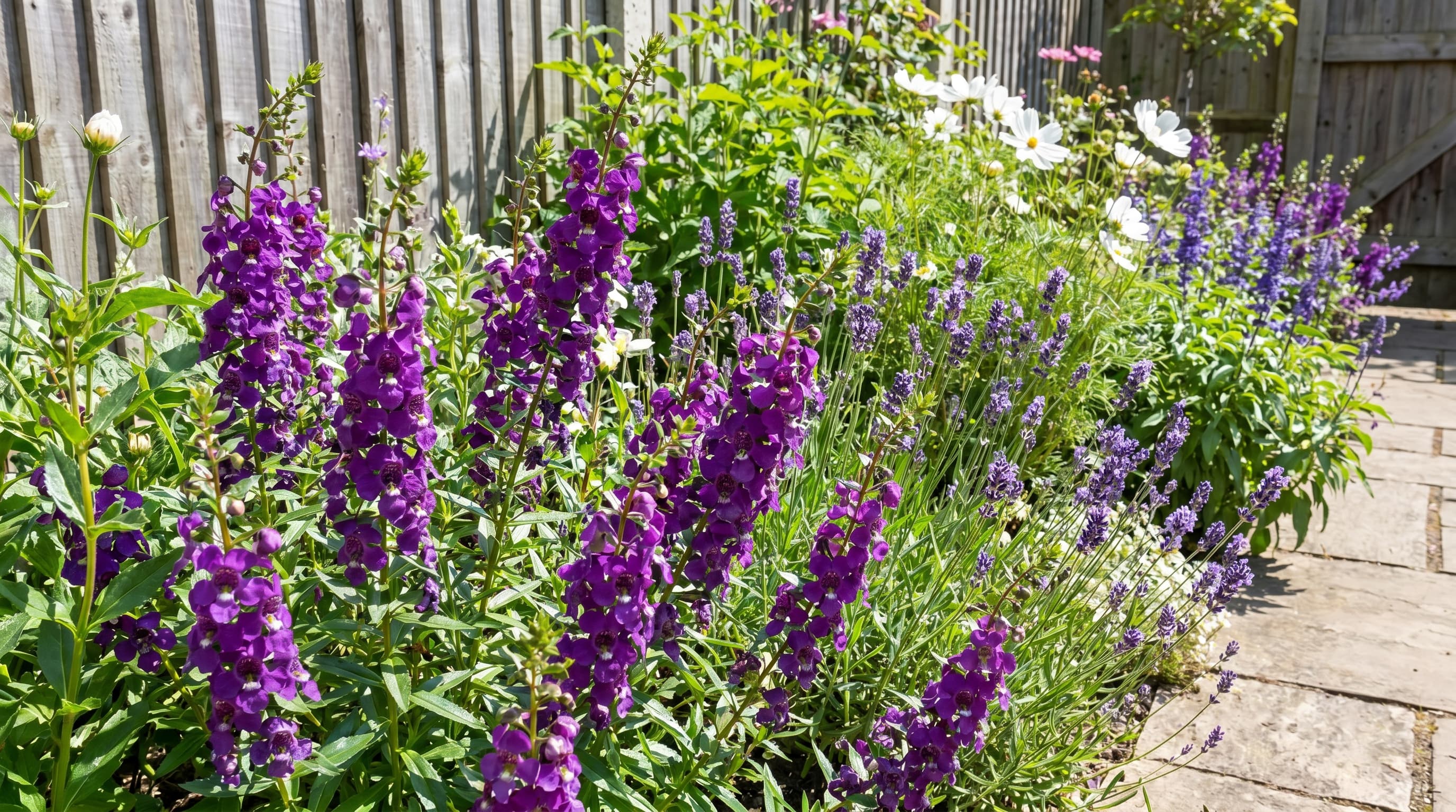 Purple angelonia and lavender blooming beside a sunny stone garden path.