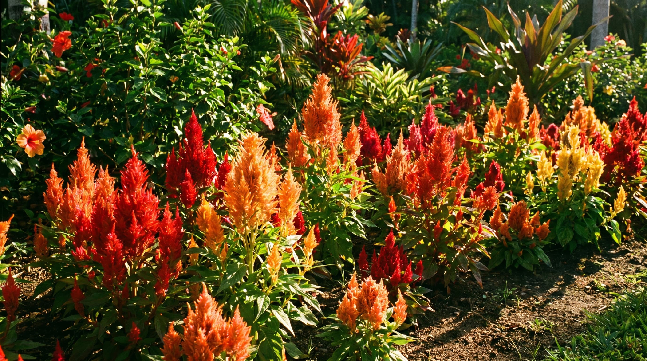 Bright orange and red celosia flowers blooming in a tropical-style garden bed.