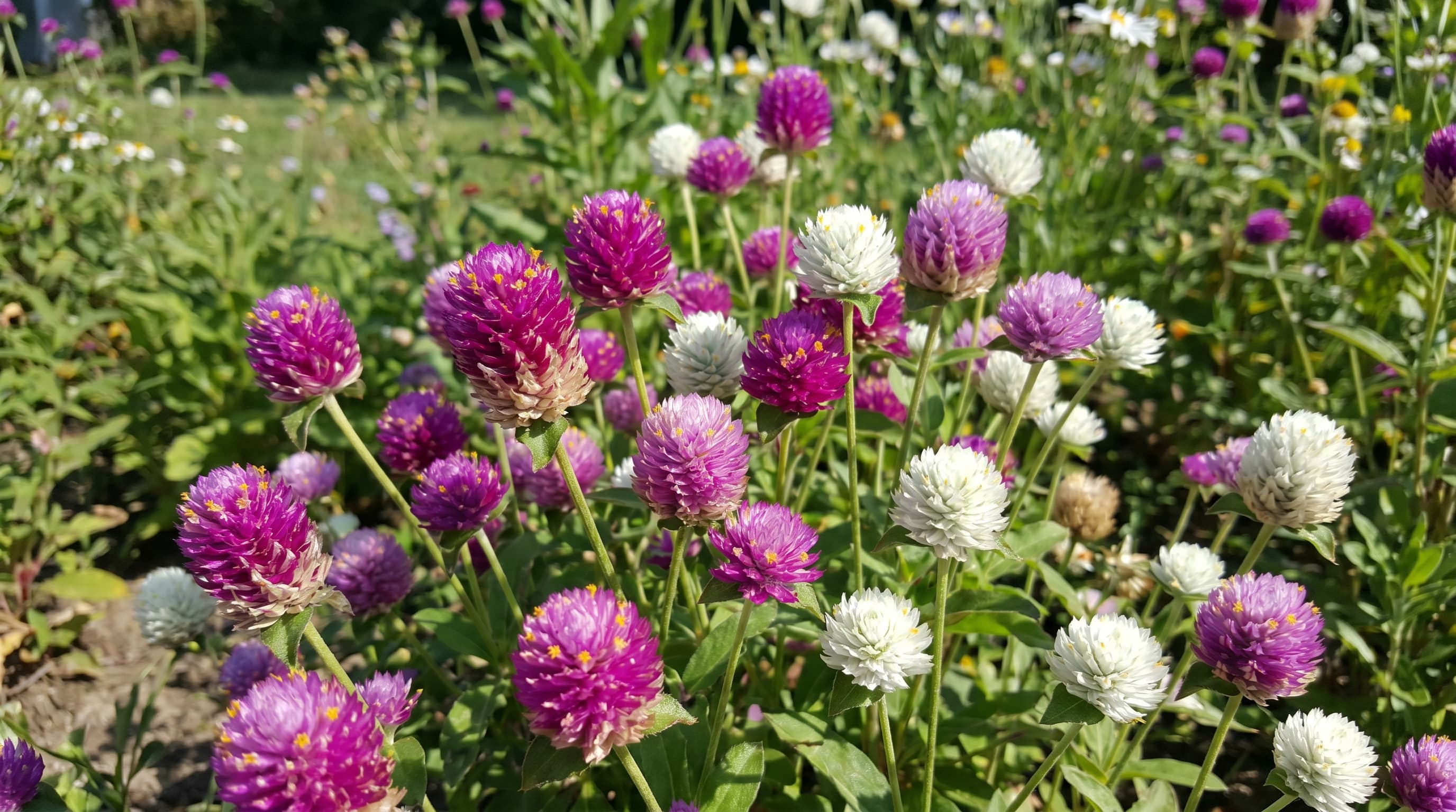 Purple and white gomphrena flowers blooming in sunny garden with lush green foliage.
