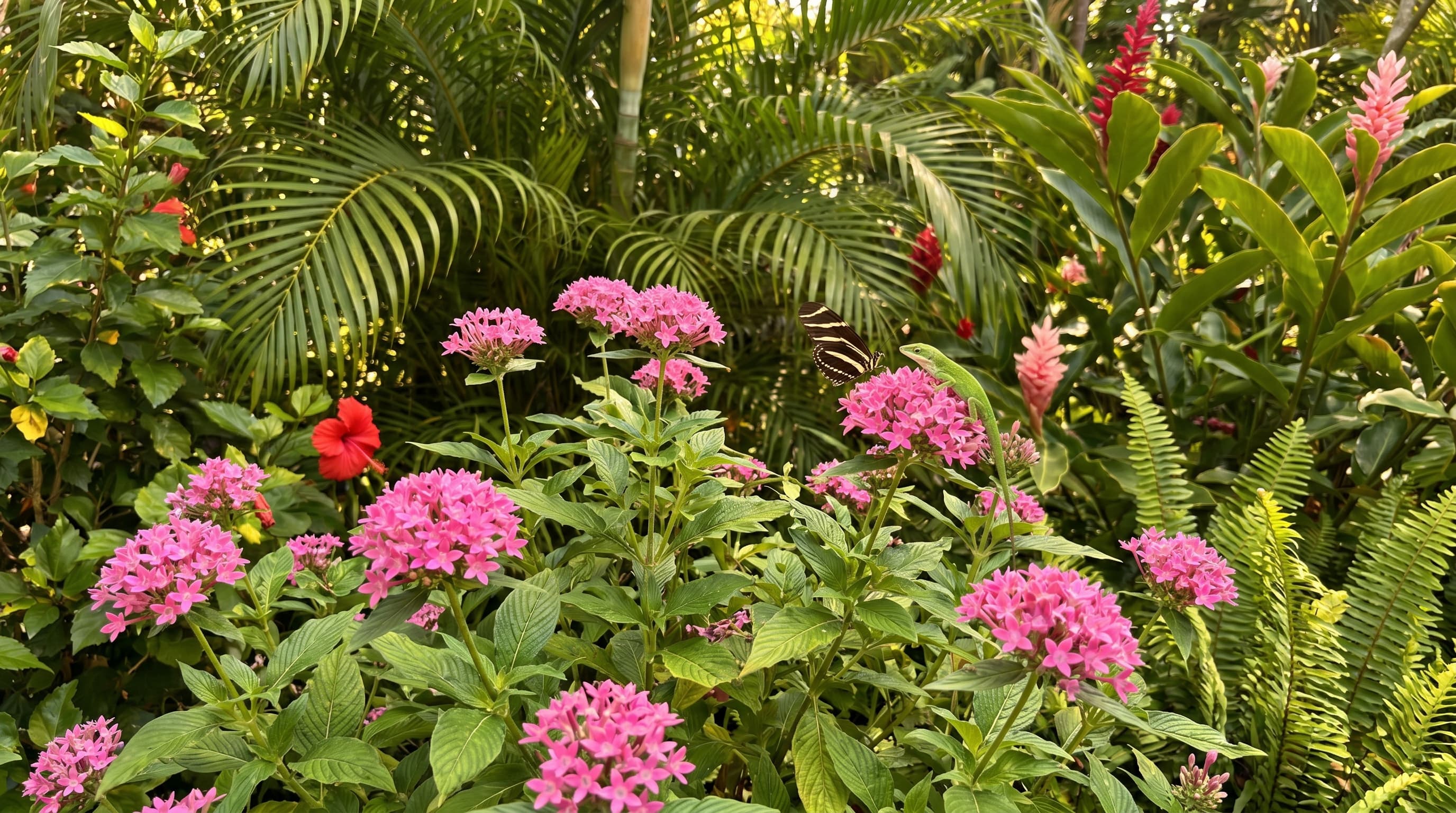 Pink pentas flowers blooming among tropical foliage and butterflies in lush greenery.
