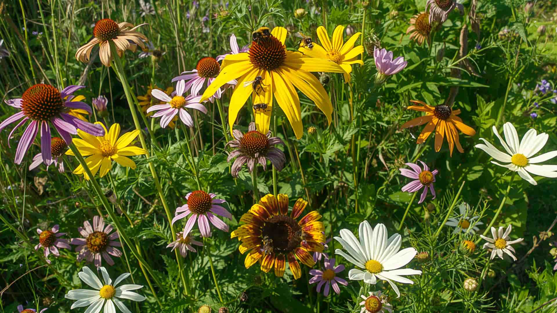 Pollinator-Friendly-Plants