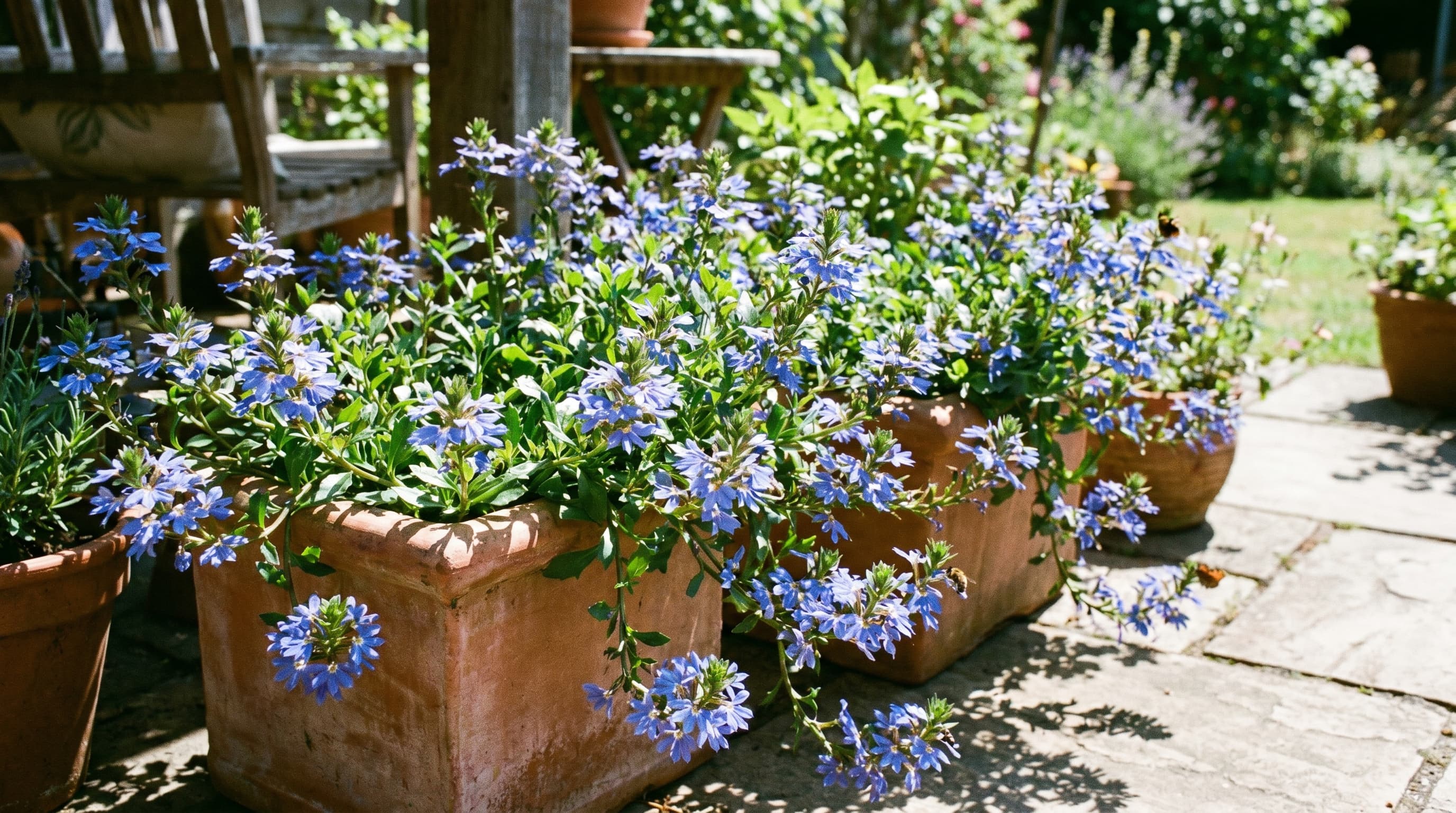Blue scaevola flowers spilling from terracotta pots on a sunny patio.