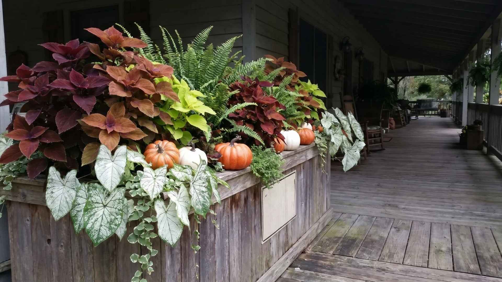 shade-porch-specialist-planter.jpeg