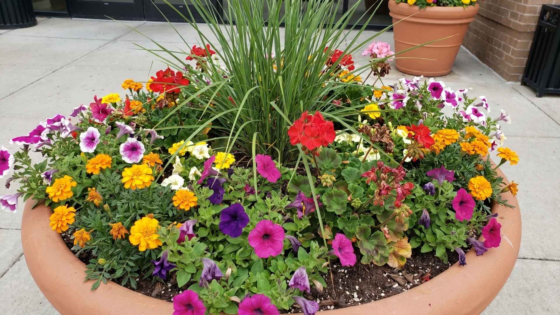 transition-your-summer-planter.jpeg