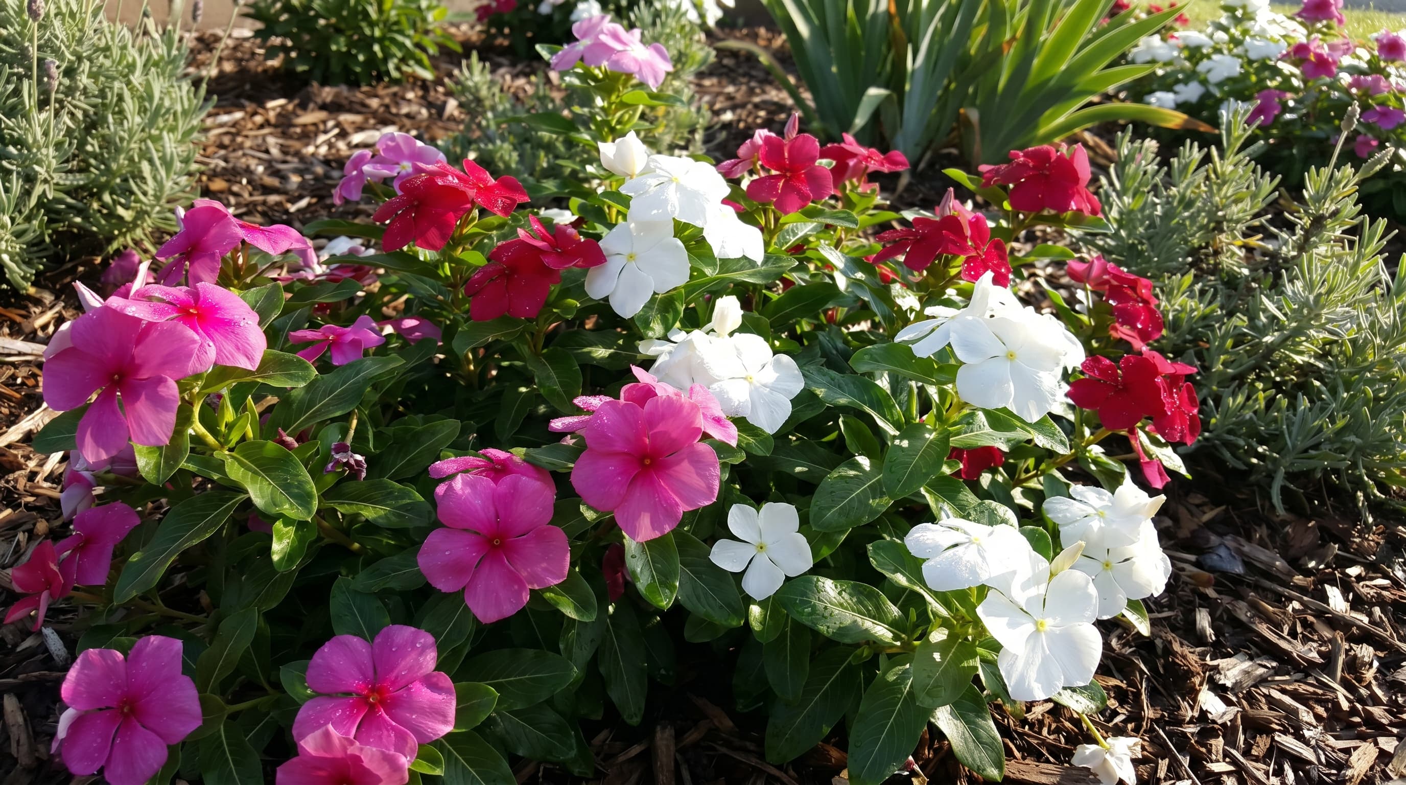 Pink, red, and white vinca flowers blooming in a mulched flower bed.