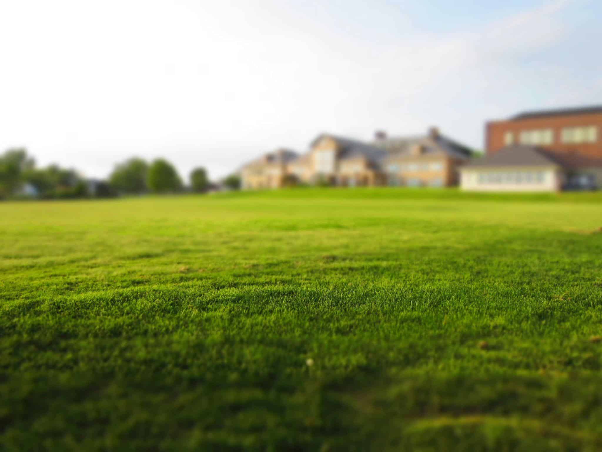 Why Texas Lawns Turn Yellow in Summer