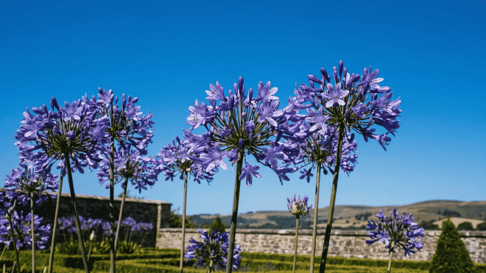 A spherical, globe-shaped cluster of tubular, lily-like midnight blue agapanthus flowers.