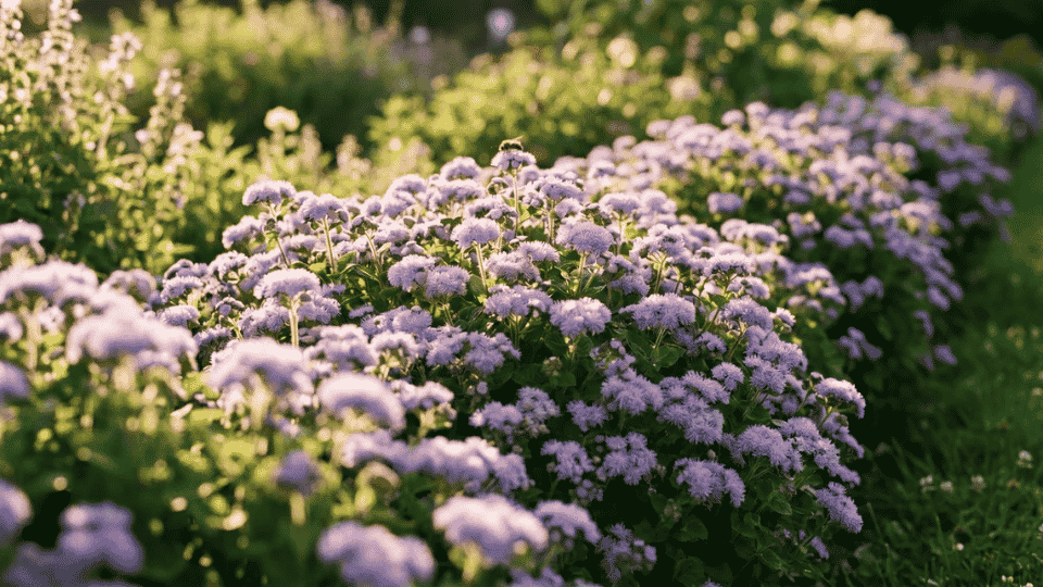 Compact, fluffy, powder-puff clusters of lavender-blue ageratum flowers forming a soft texture.