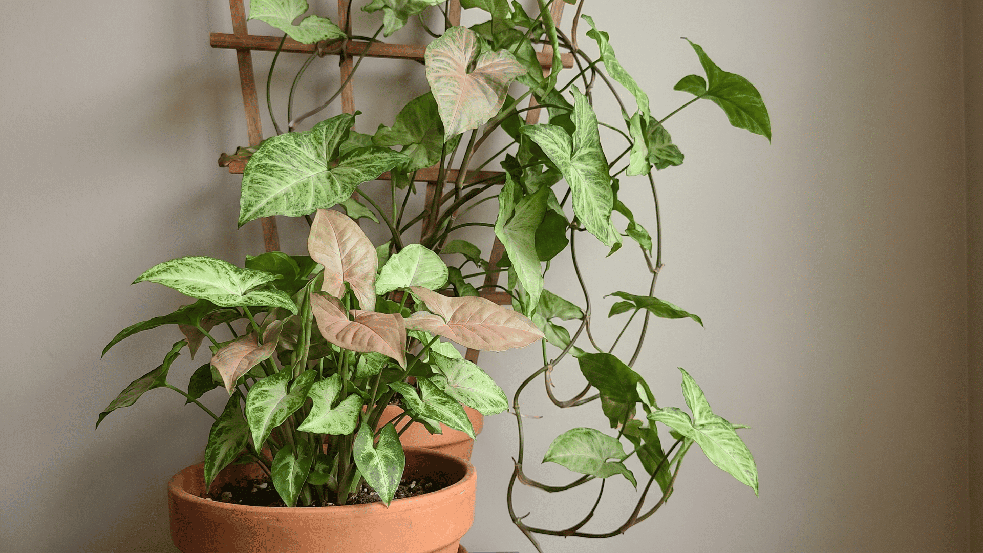 Arrowhead Vine with arrow-shaped leaves in green, pink, and cream trailing indoors.