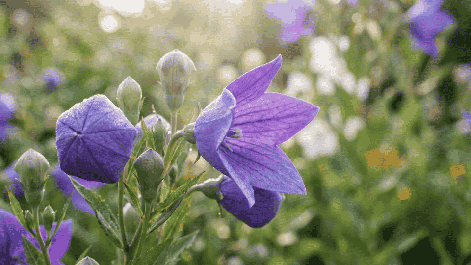 An inflated, puffy violet balloon flower bud next to an open, star-shaped purple bloom.