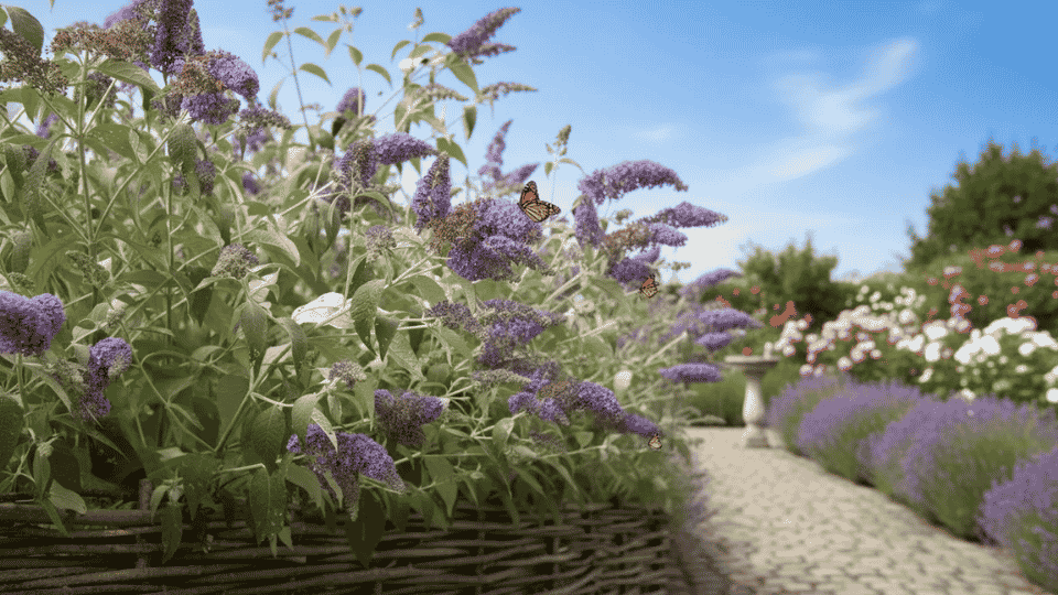 A long, arching cone cluster of tiny, honey-scented deep purple-violet butterfly bush flowers.