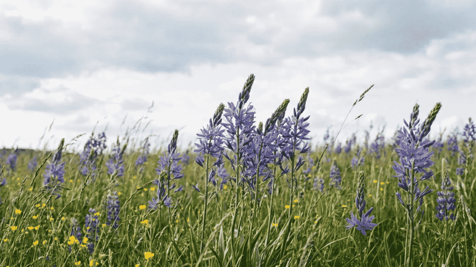 Tall, star-shaped rich blue-violet Camassia flowers blooming along a vertical spike in a spring meadow.