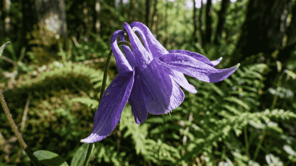 A nodding, bonnet-shaped purple columbine flower with distinctive backward-pointing spurs.