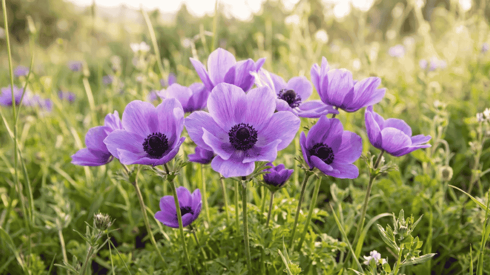A vivid purple crown anemone flower with silky petals surrounding a velvety-black center boss.