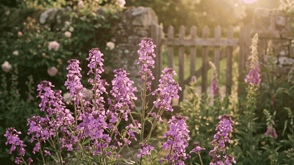 A loose cluster of four-petaled purple-violet Dame's Rocket flowers blooming in a cottage garden.