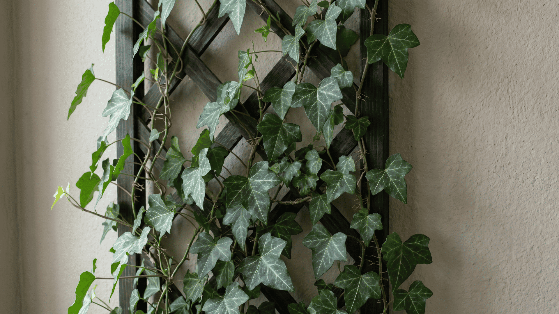 English Ivy climbing a trellis with lobed green leaves and pale veining.