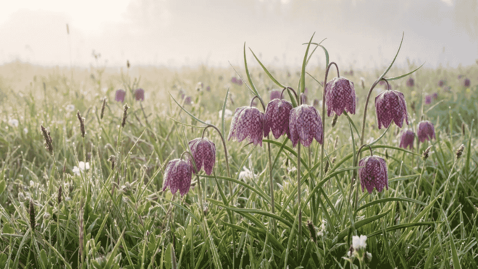 A nodding snake's head fritillary flower showing an intricate checkered pattern of deep purple and white.