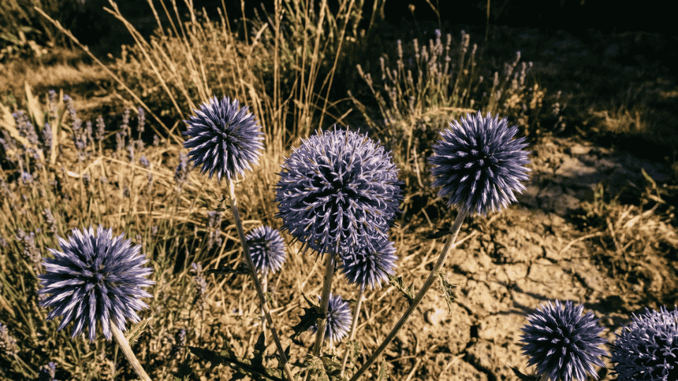 A perfectly spherical, steel-blue to violet globe thistle flower head with sharp, spiky textures.