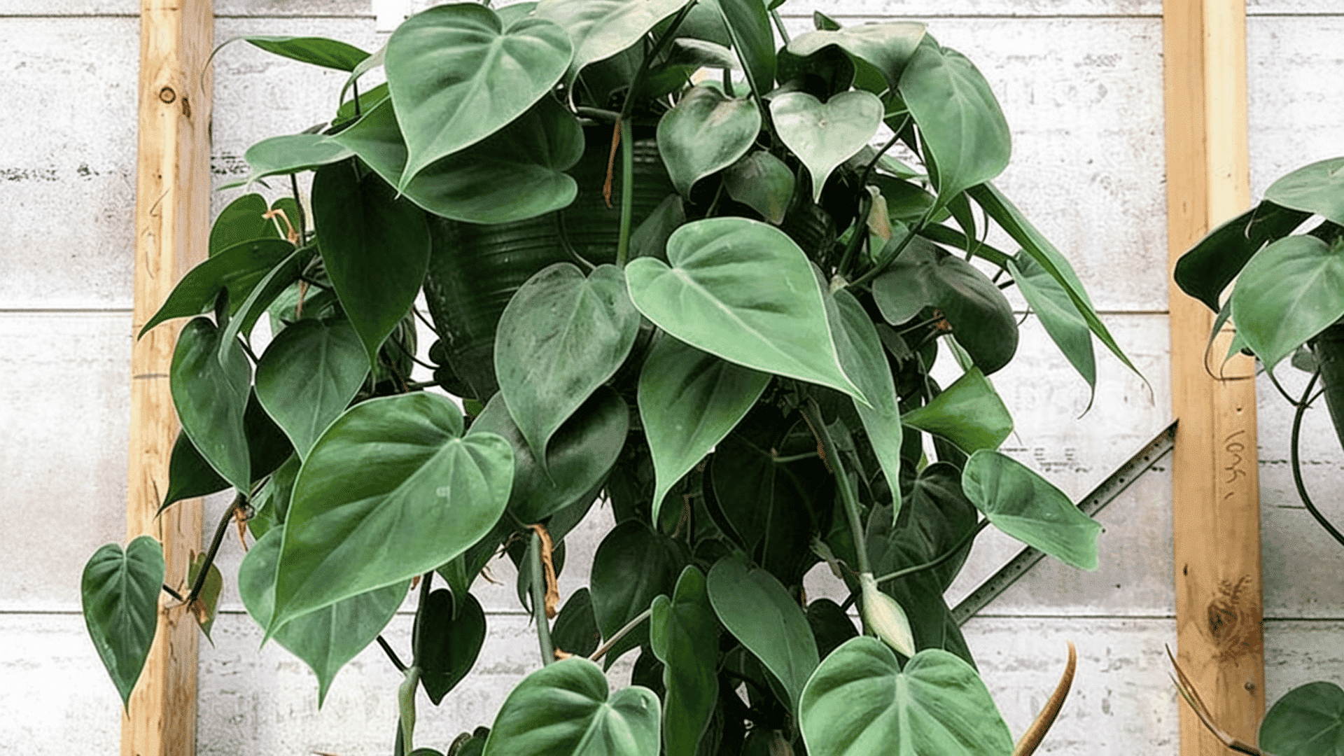 Heartleaf Philodendron trailing with heart-shaped green leaves against a white brick wall.