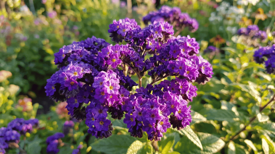 Dense, flat clusters of tiny, deep violet-purple heliotrope flowers with dark green foliage.