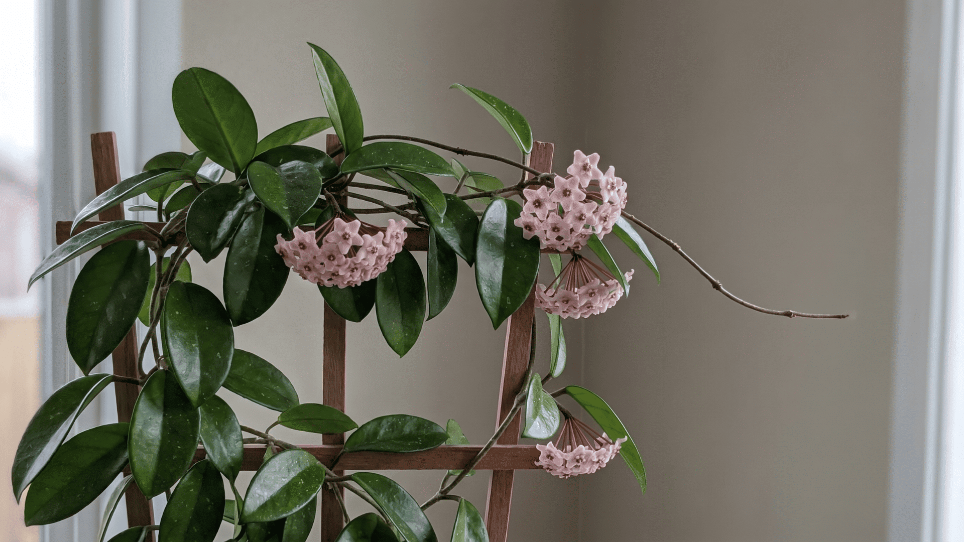 Hoya carnosa trailing on a trellis with thick waxy leaves and clusters of small flowers.