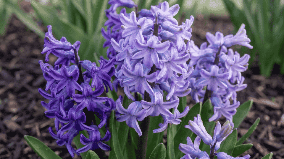 Close-up of a dense, upright spike of waxy, tightly packed grape-purple hyacinth flowers with morning dew drops.