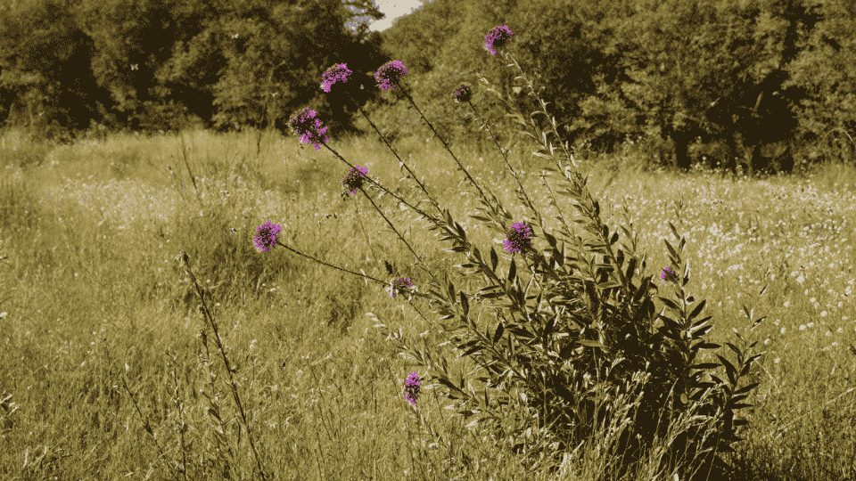 Flat-topped clusters of intense, vivid magenta-purple ironweed flowers growing in a fall garden.