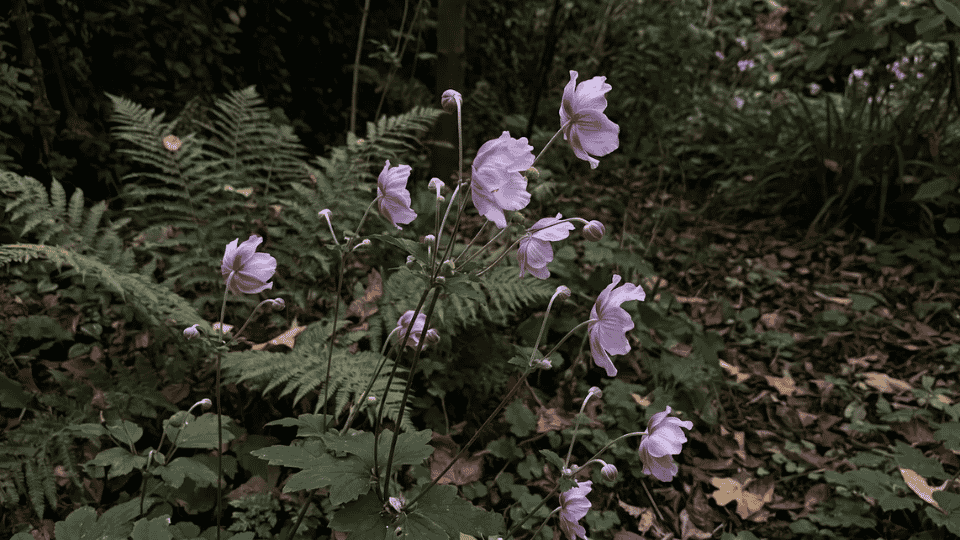 Graceful, deep rose-purple semi-double Japanese anemone flowers swaying on slender stems.