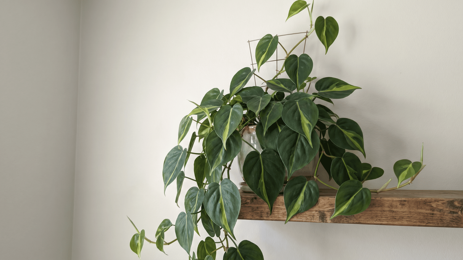 Jessenia Pothos trailing from a shelf with green leaves marbled subtly lime-chartreuse.