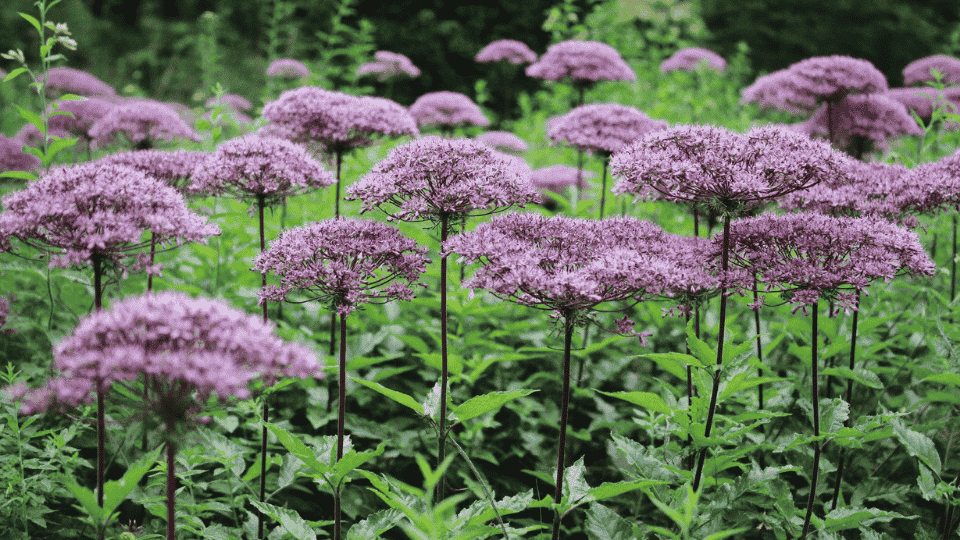 A massive, domed cluster of dusty rose-purple Joe Pye weed flowers catching afternoon autumn sun.
