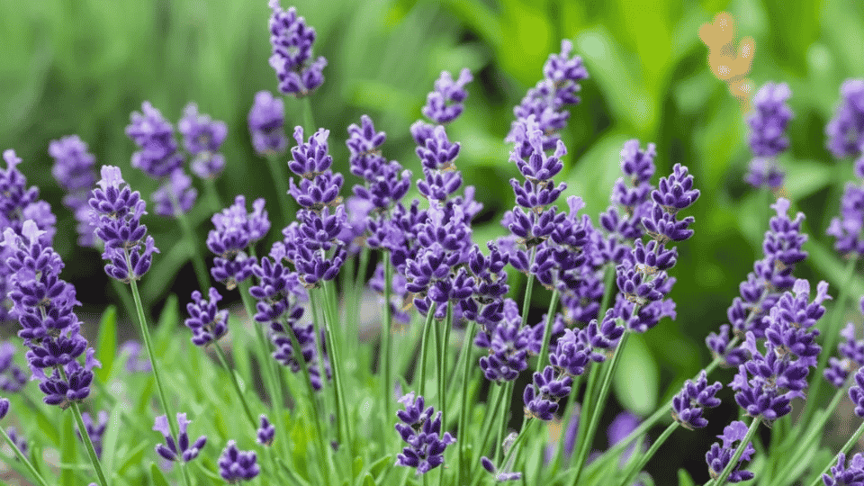 A rustic bundle of harvested lavender stems tied together and hanging upside down to dry.