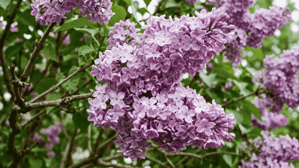 Large, cone-shaped clusters of blooming lavender-purple lilacs on a woody branch in soft daylight.