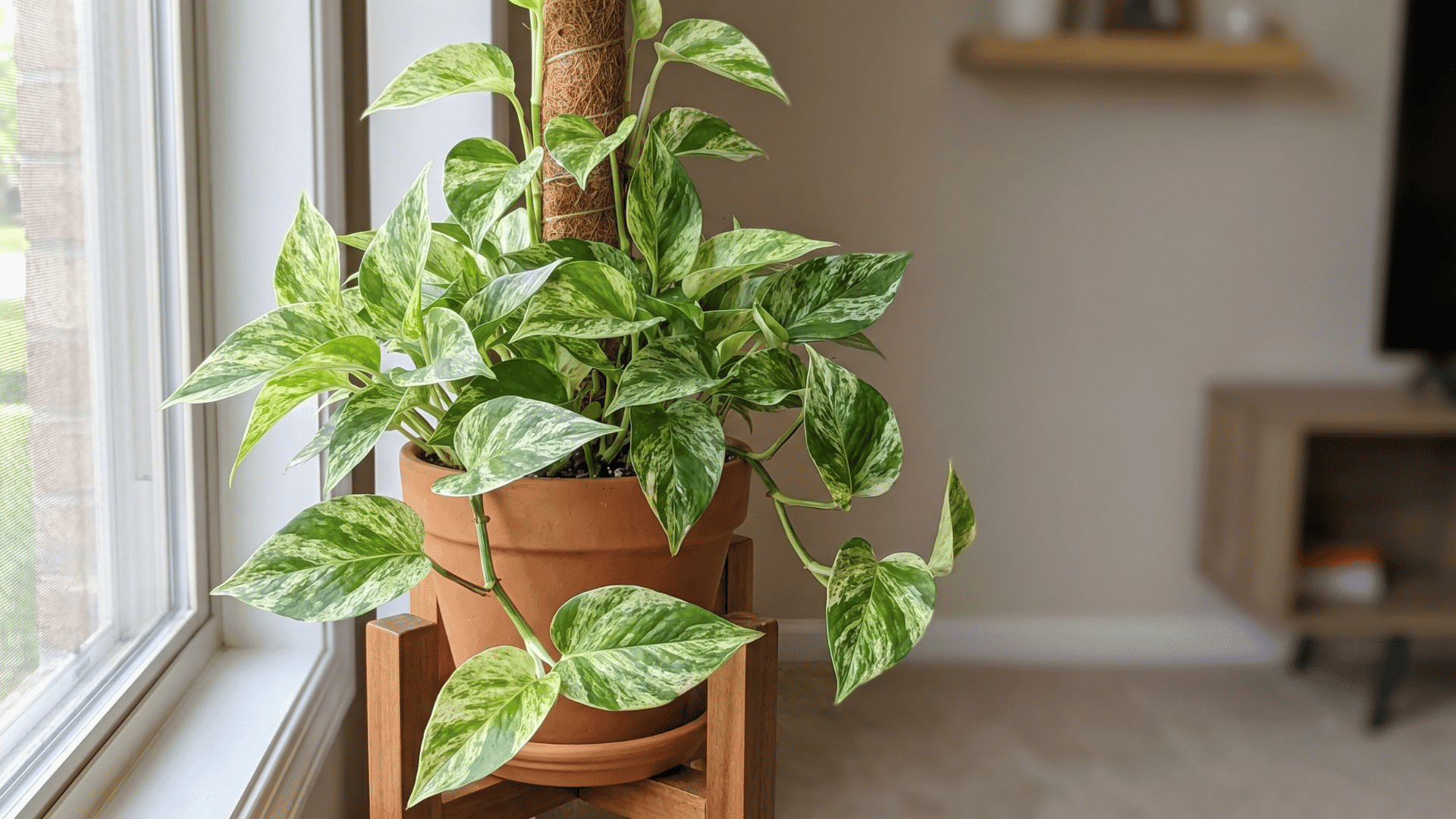 _Marble Queen Pothos climbing a support with green leaves variegated white.