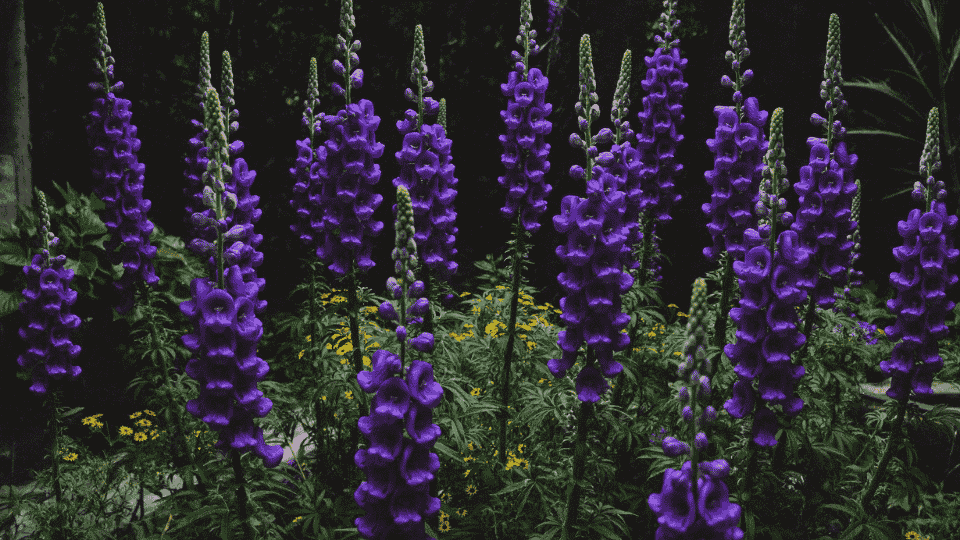 Structural, hooded helmet-shaped flowers of rich violet-blue monkshood blooming on a tall stem.