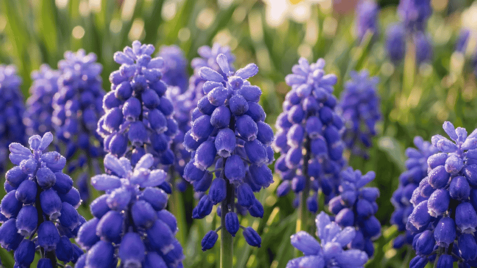 A close-up shot of a small, dense cluster of tiny, urn-shaped deep cobalt-purple grape hyacinths.