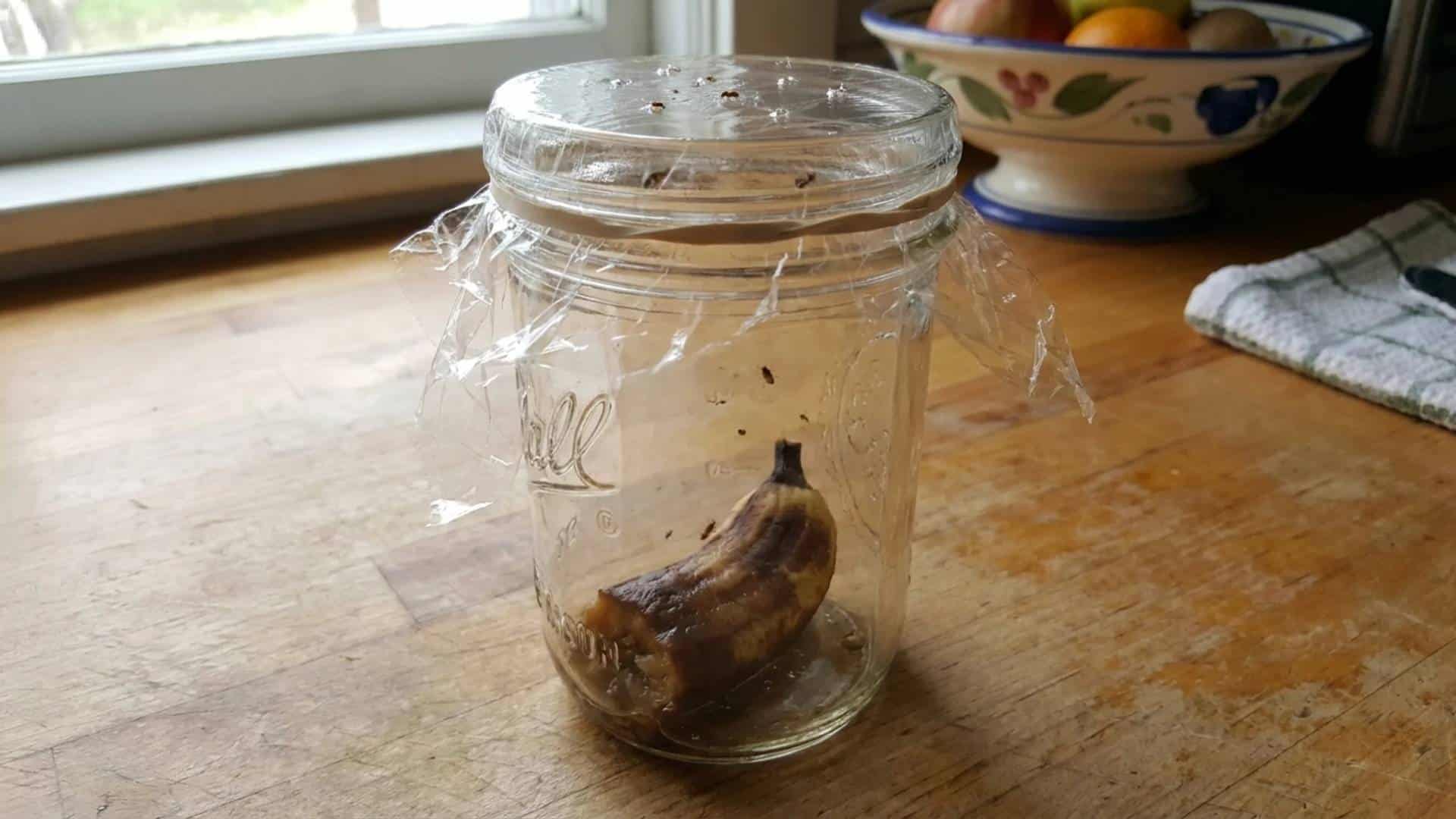 Overripe banana in a jar covered with plastic wrap to trap gnats.
