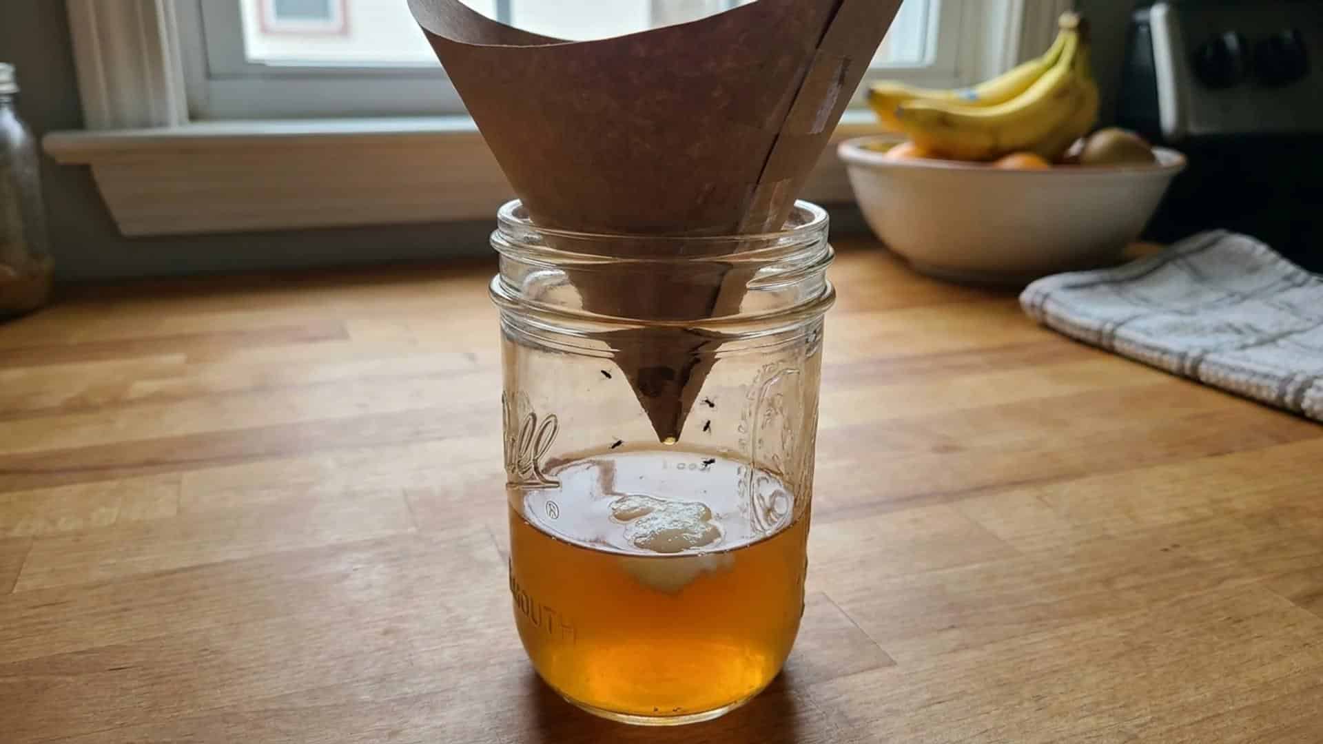 Paper cone funneling gnats into a jar with liquid attractant.