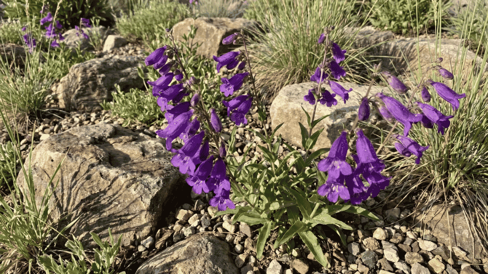 A tall spike of trumpet-shaped, tubular Rocky Mountain penstemon flowers in rich violet-blue.