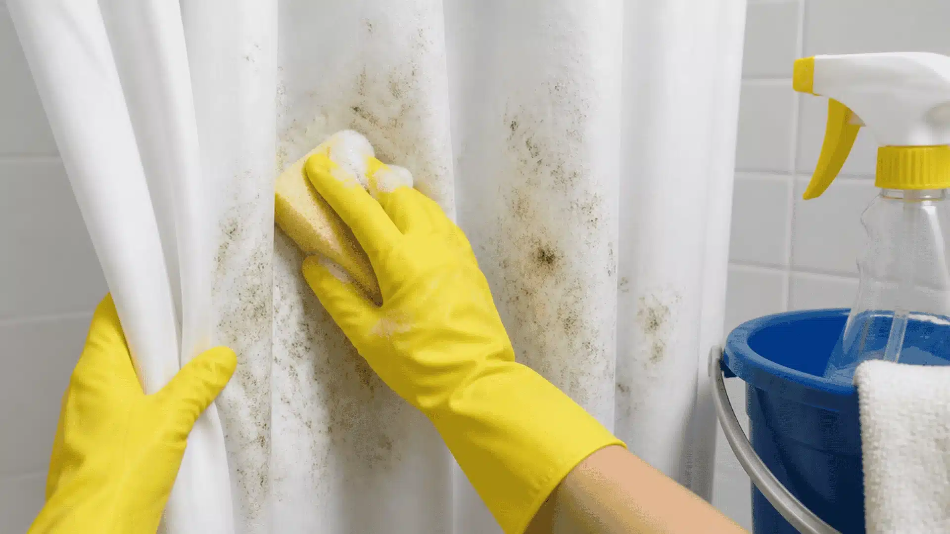 Person cleaning mold spots from a white shower curtain with a sponge