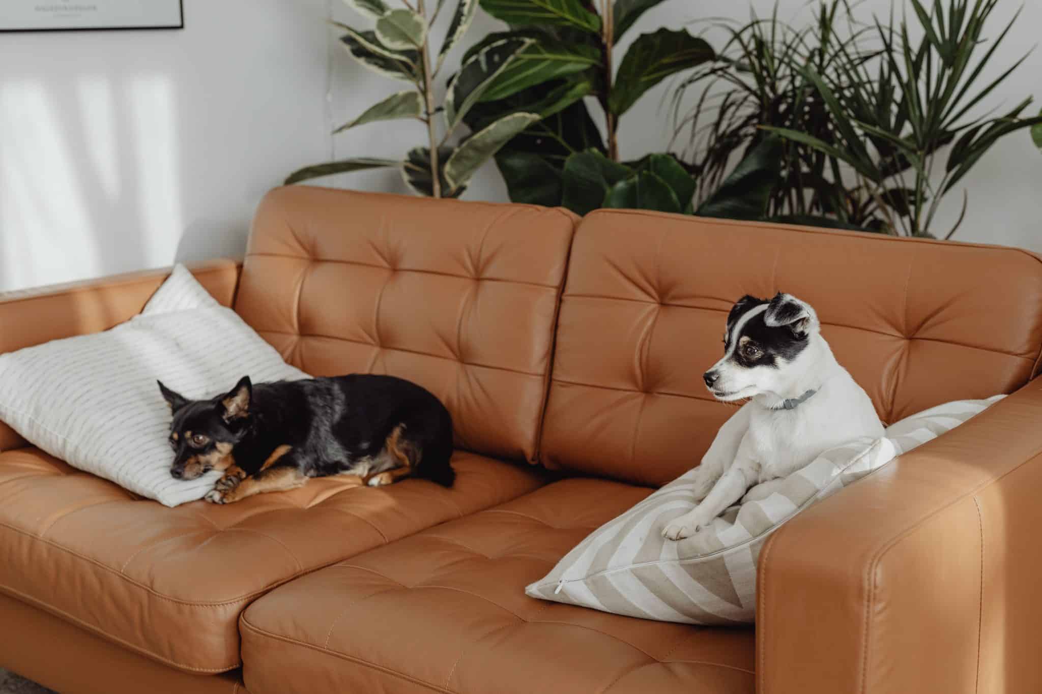 Pet-Friendly Home