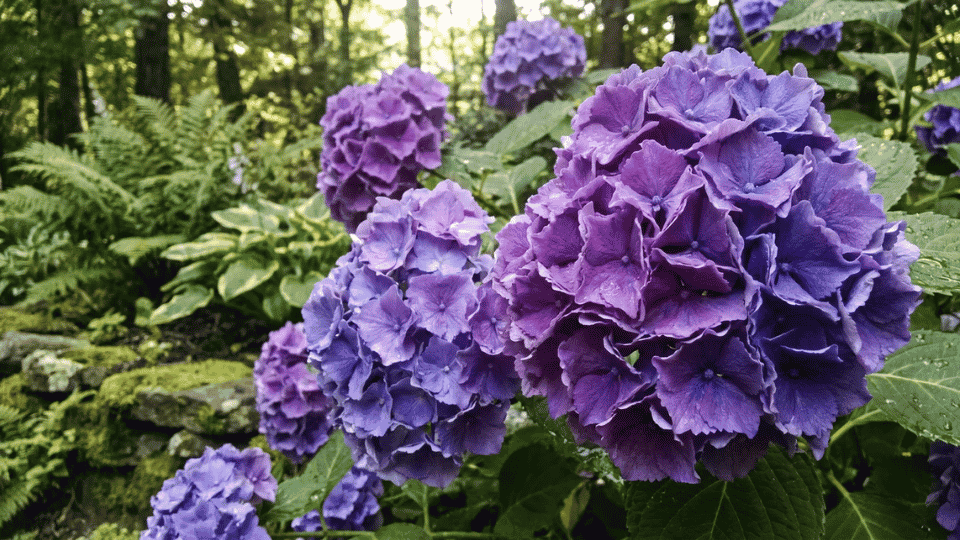 A lush, domed bigleaf hydrangea flower head blooming in rich lavender and purple-blue tones.