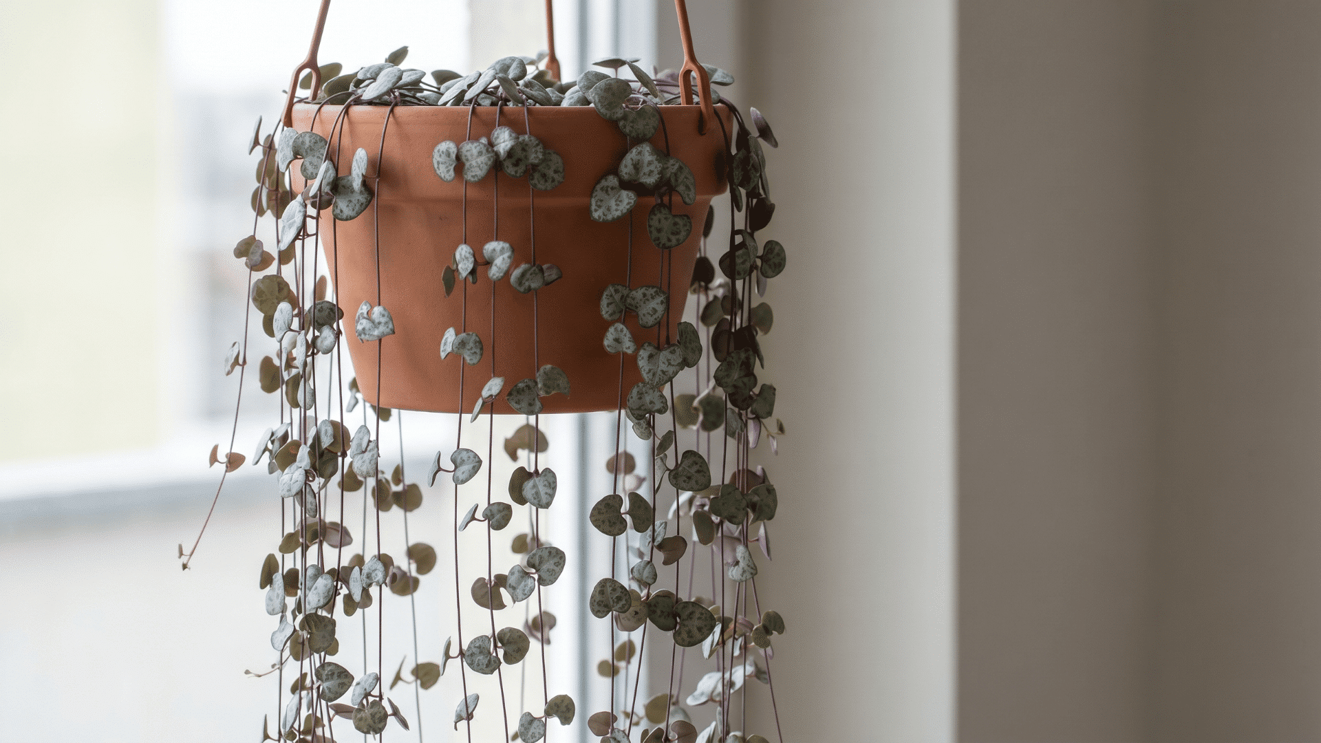 String of Hearts cascading in a hanging planter with tiny heart-shaped marbled leaves.