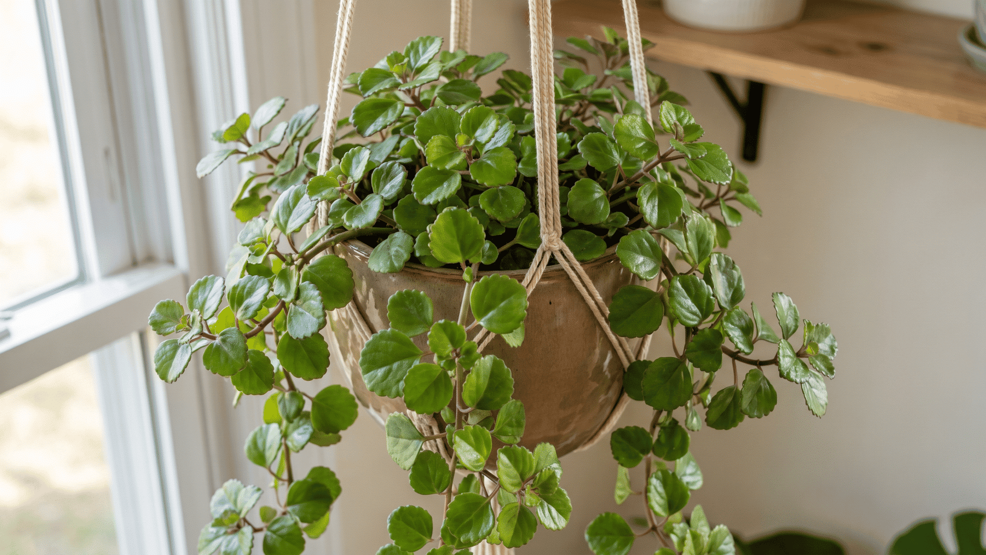 Swedish Ivy trailing densely from a hanging planter with round green leaves.