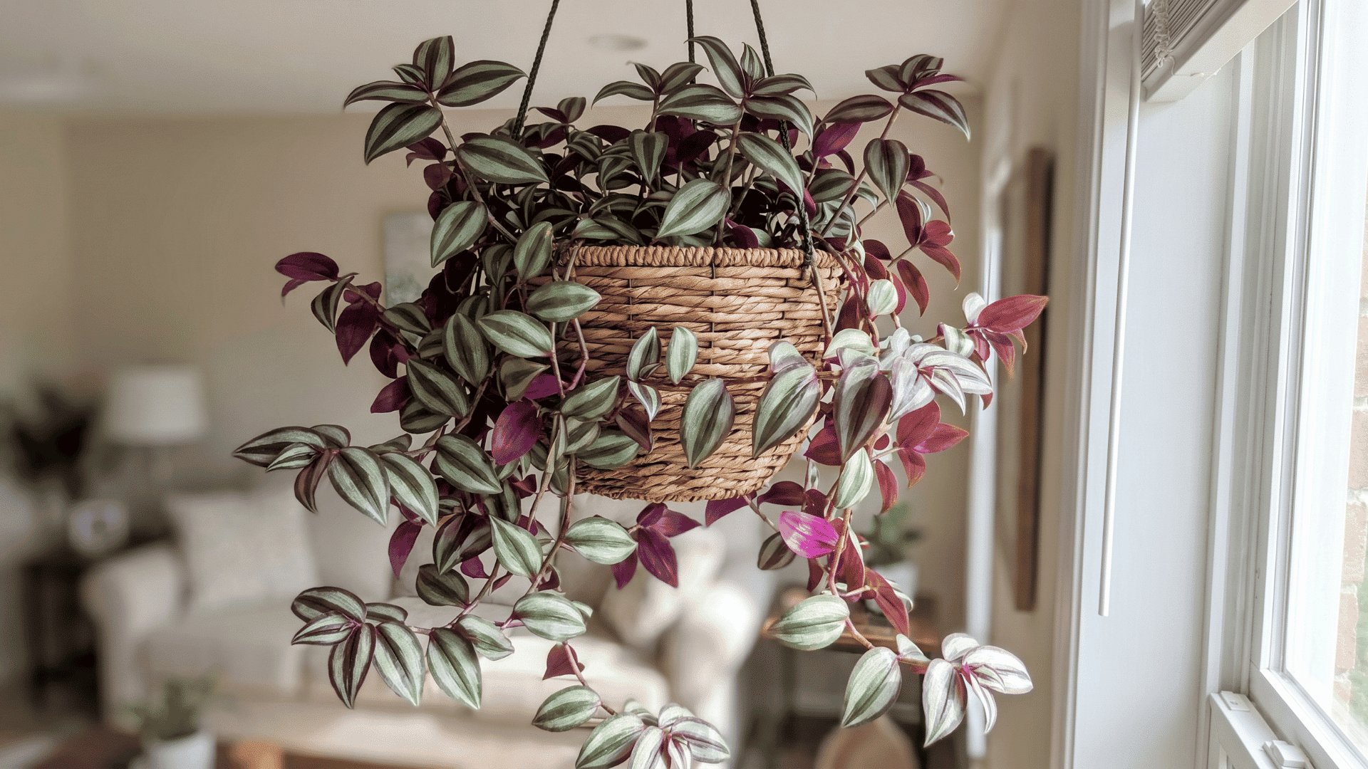 Tradescantia zebrina trailing from a hanging basket with purple-striped silver-green leaves.