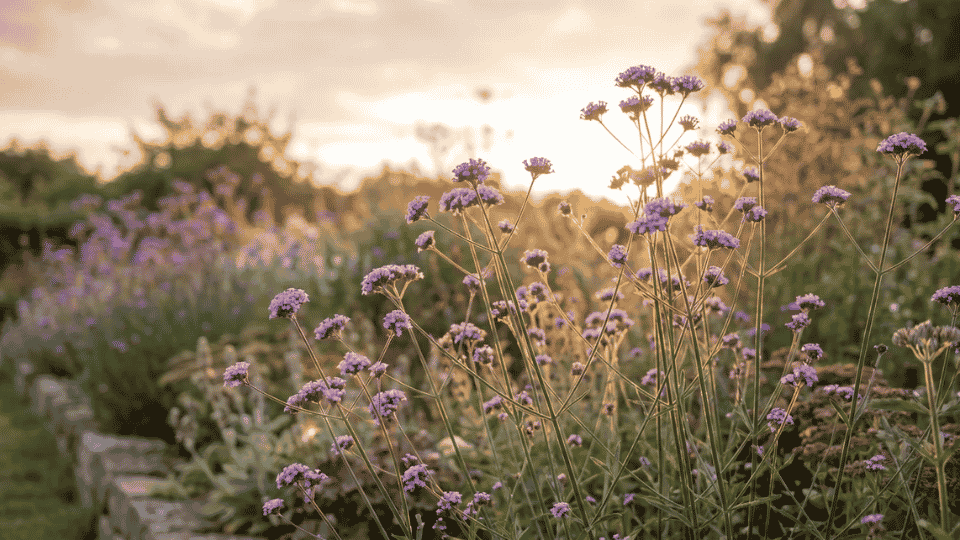 Clusters of tiny lavender-purple verbena flowers on tall, wiry green stems in bright sunshine.