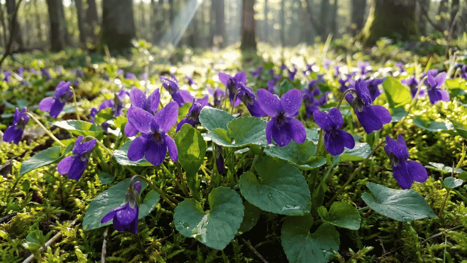 Low-growing sweet violets with small, deep-purple petals nestled among heart-shaped green leaves.