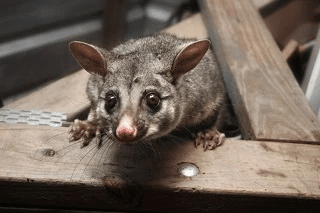 3 Expert Reasons Why You Should Leave Possum Removal to the Pros