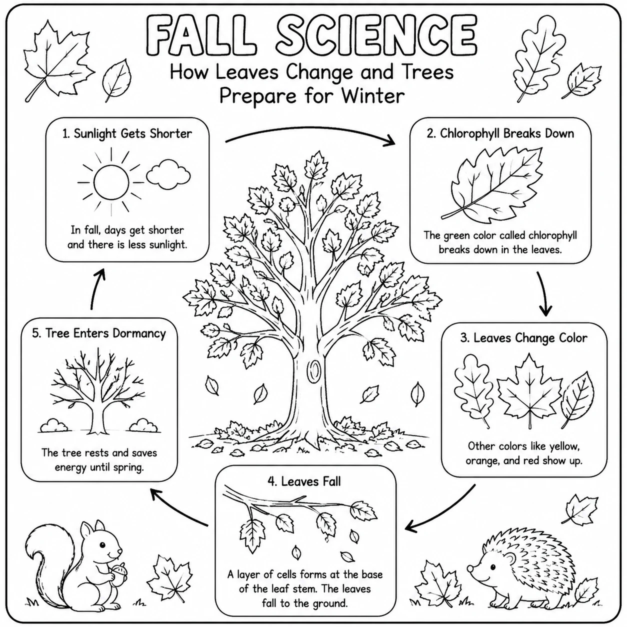 Fall science coloring page showing how leaves change color and trees prepare for winter.